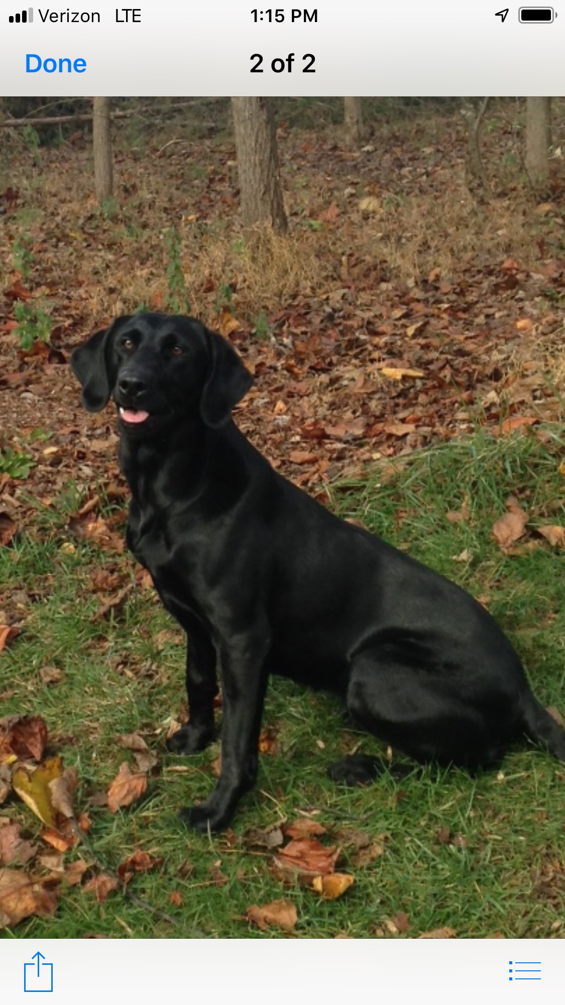 Coal's Amazing Grace | Black Labrador Retriver