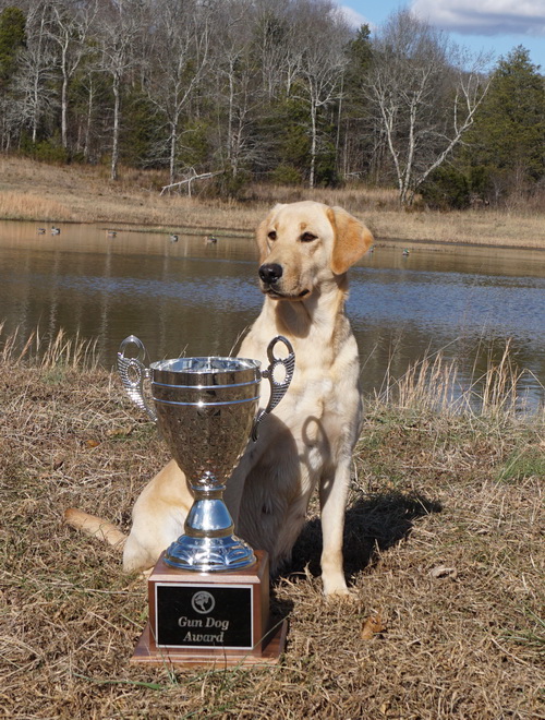 Stoneridge The Captain's Daughter MH (20) | Yellow Labrador Retriver