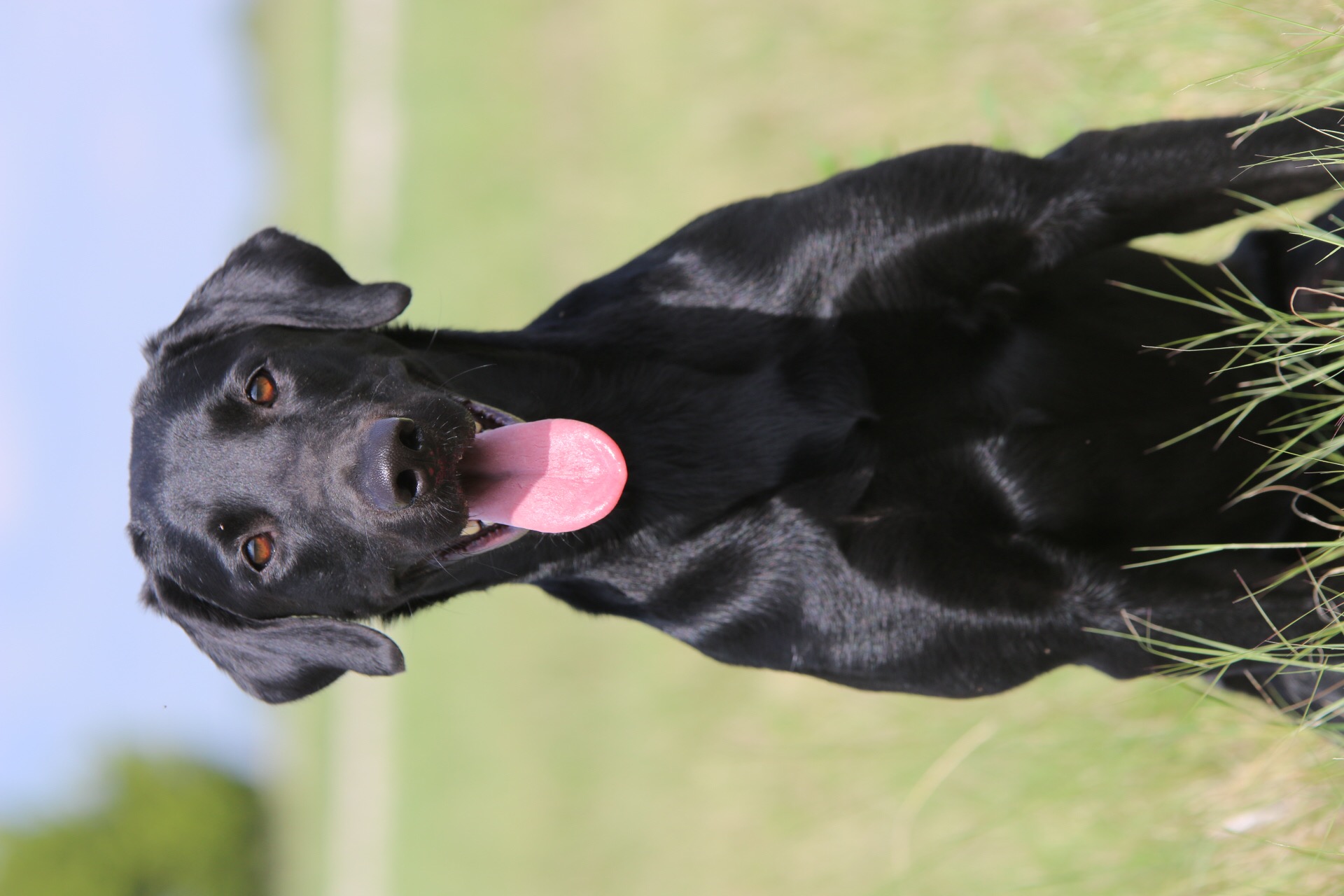 HR Marley's Redemption Song | Black Labrador Retriver