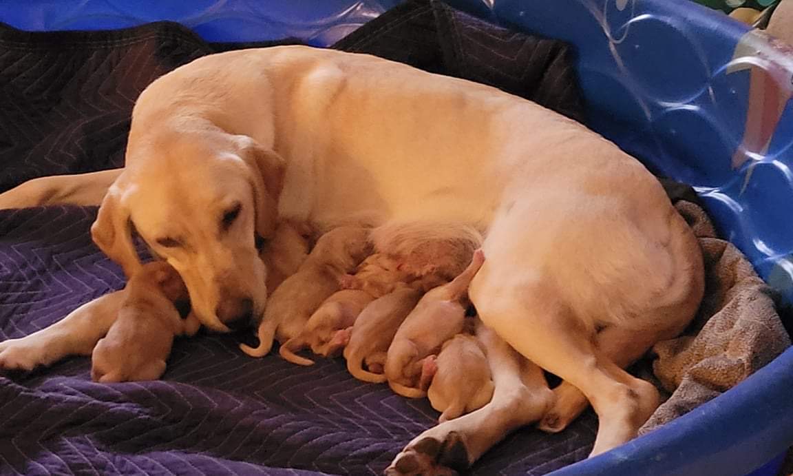 HR Southern Jamm's The Lady's A Rebel SH | Yellow Labrador Retriver