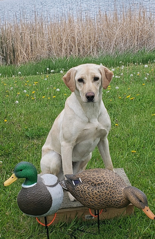 HR Southern Jamm's The Lady's A Rebel SH | Yellow Labrador Retriver