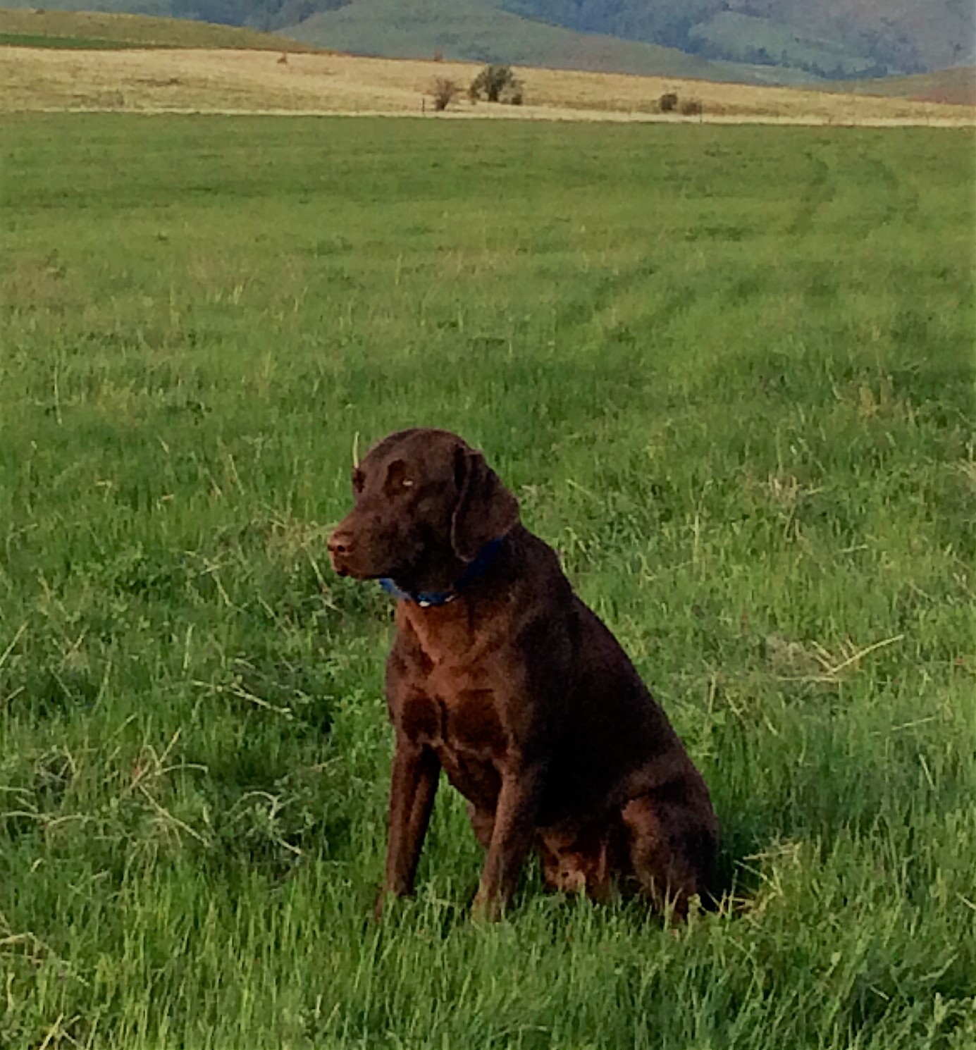 Slr's Answered Prayer JH | Chocolate Labrador Retriver