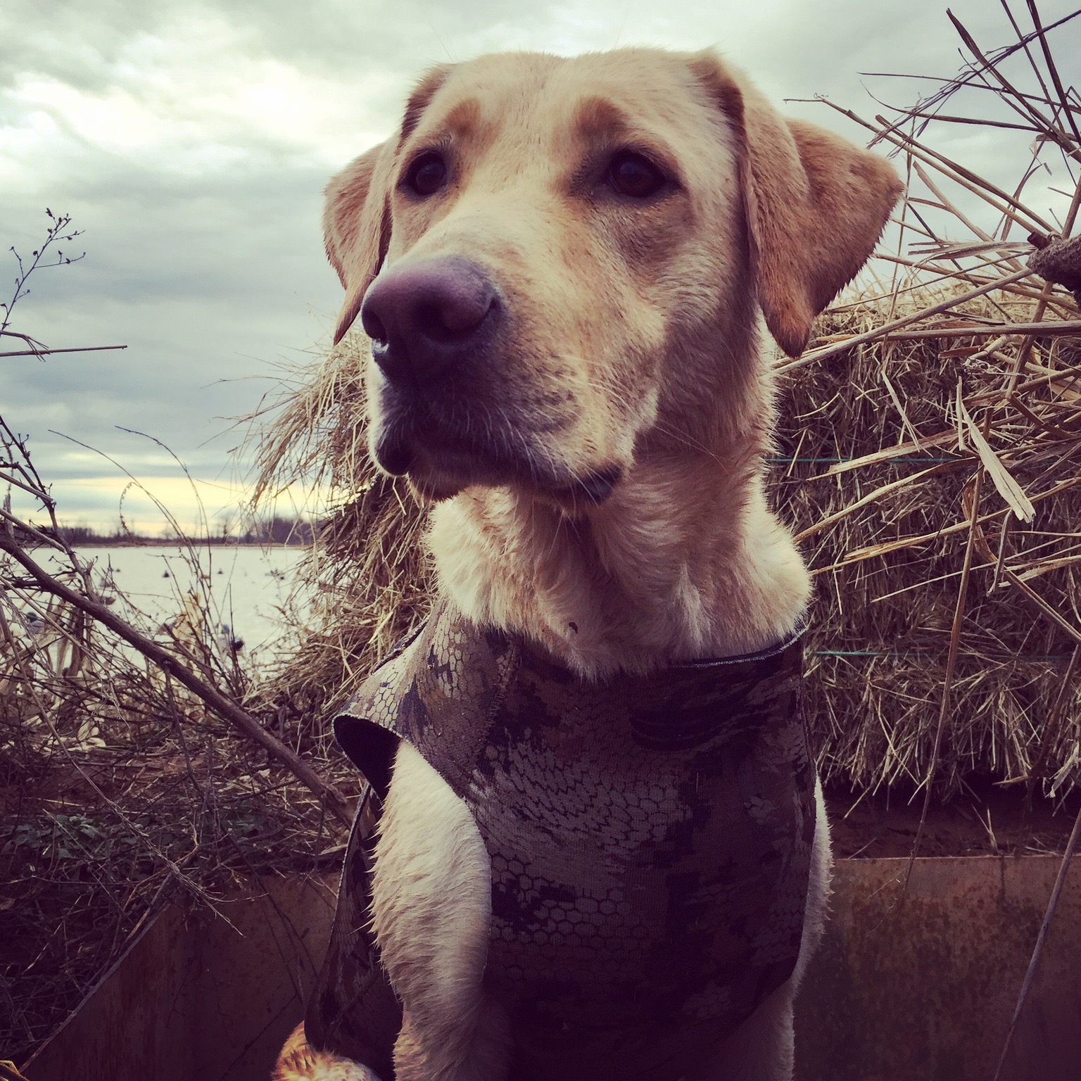 HRCH Azza Lynn Dudish | Yellow Labrador Retriver