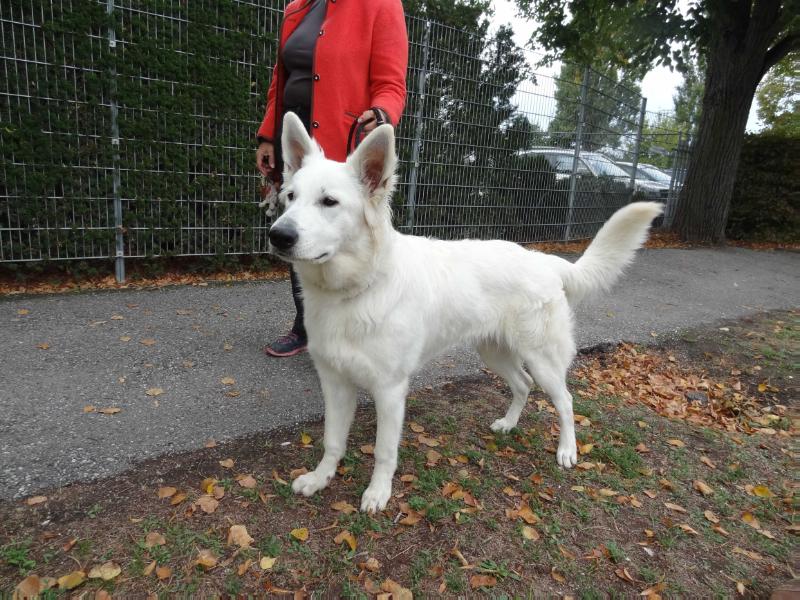 Eliza Doolittle of White Eagle | White Swiss Shepherd Dog 