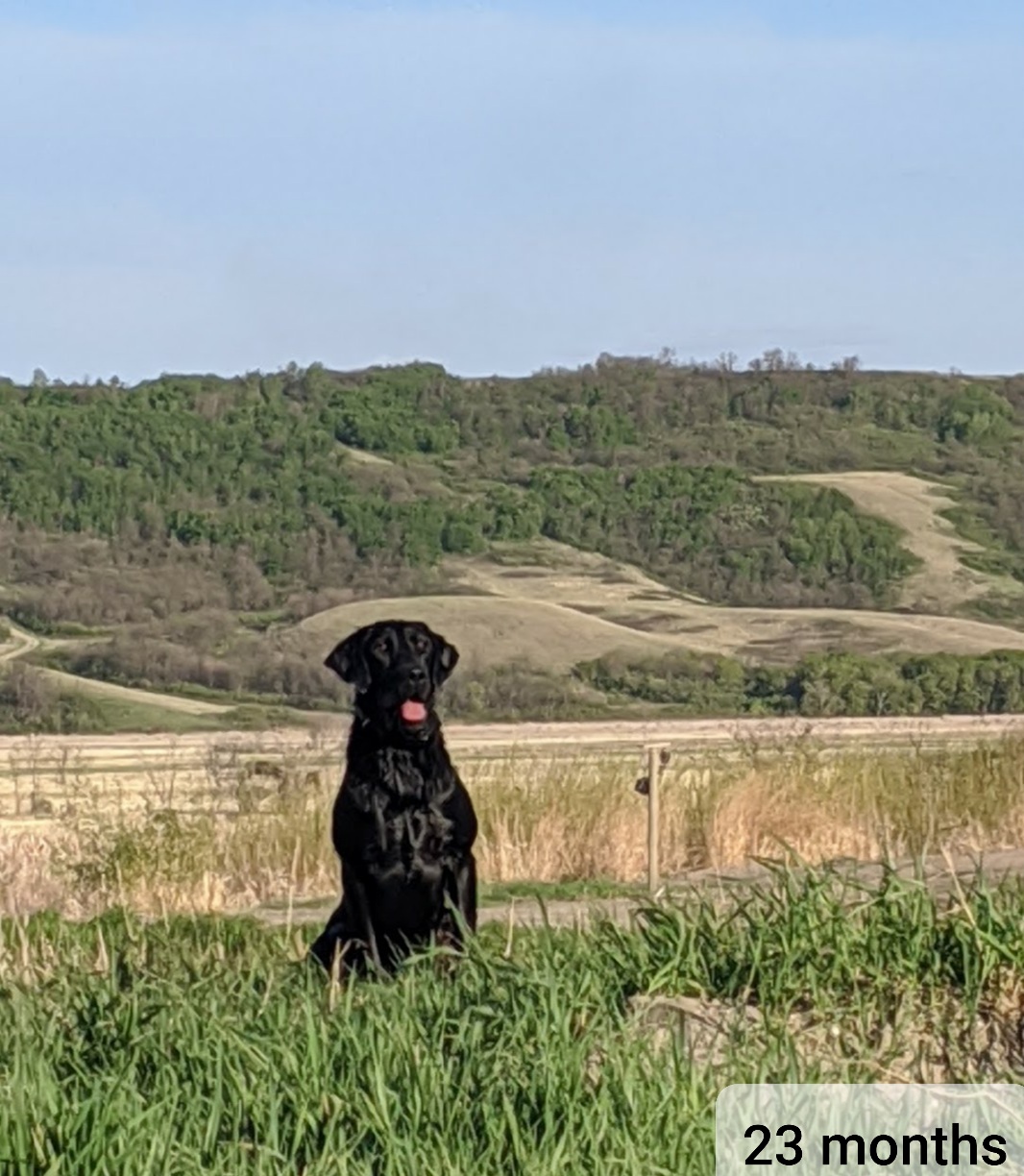 AJTOP LONE RANGER | Black Labrador Retriver