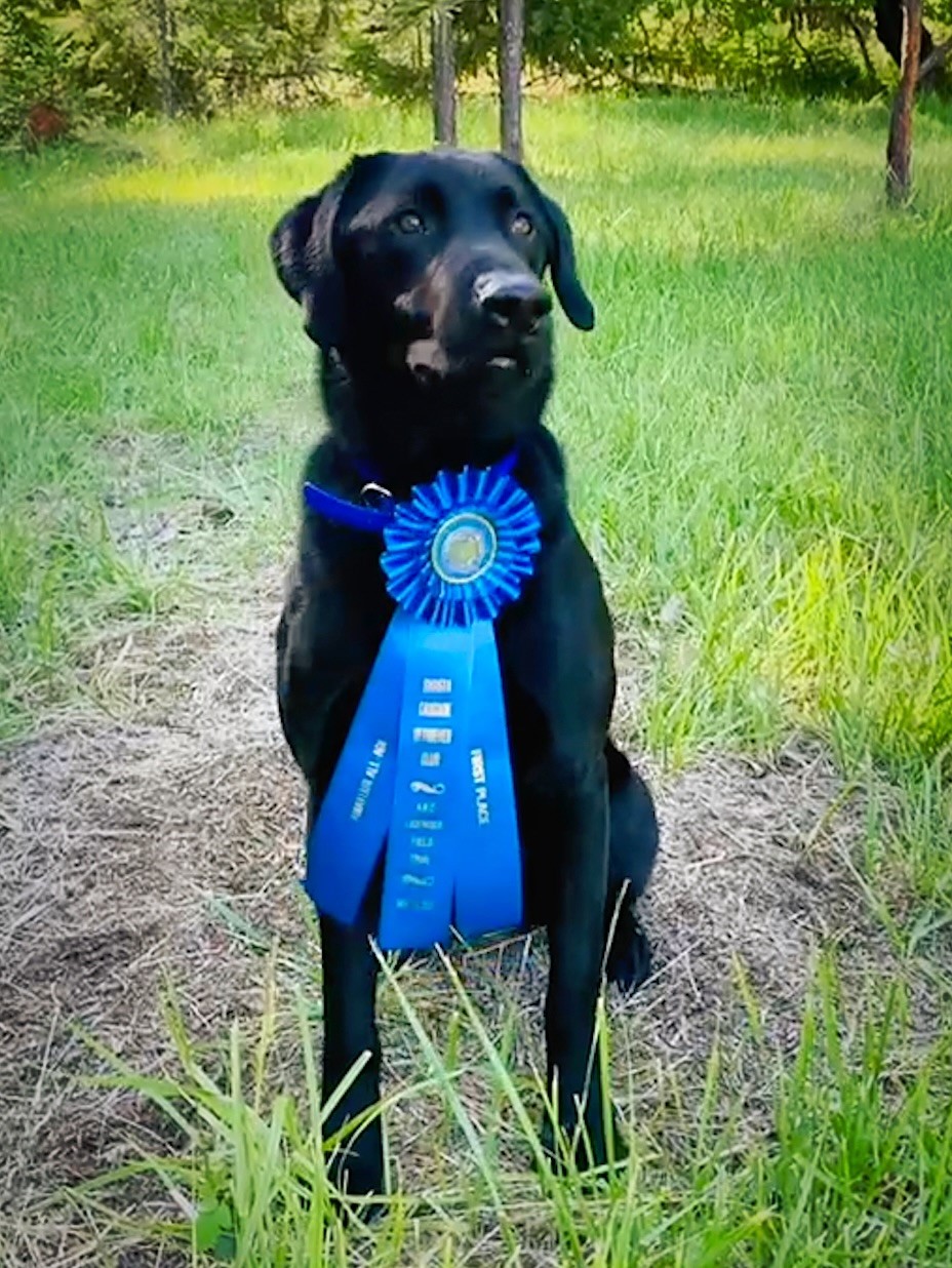 FC AFC Wood River’s Perfect Pass | Black Labrador Retriver