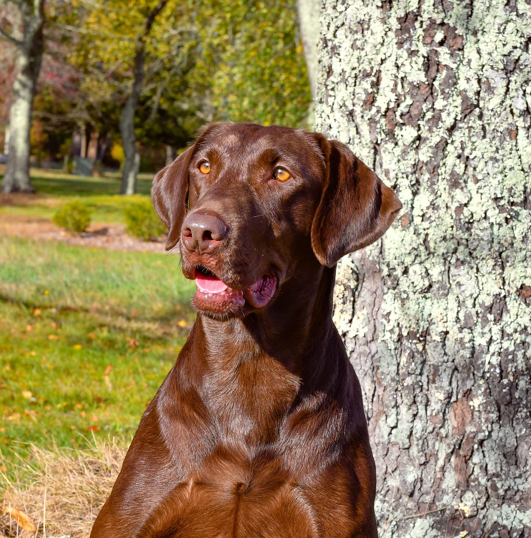 Rocky Top's Brown Top Millet | Chocolate Labrador Retriver