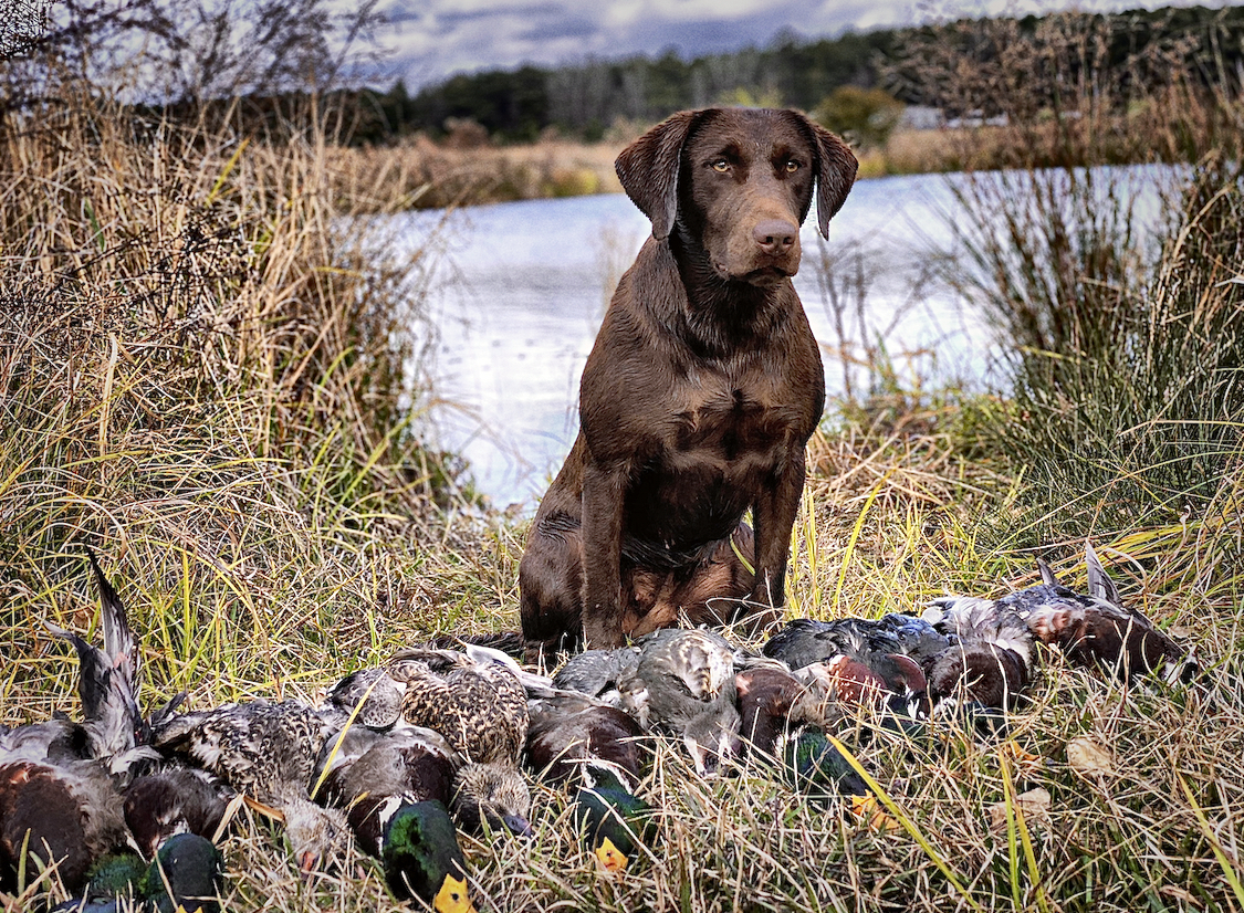 HR Wing Magic's Southern Cup Of Joe | Chocolate Labrador Retriver