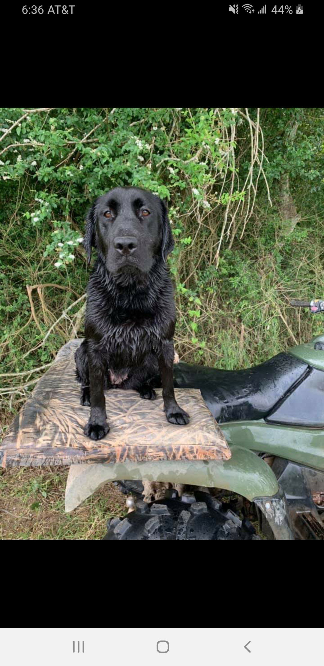 SHR Miss Luna Rose Meyers | Black Labrador Retriver