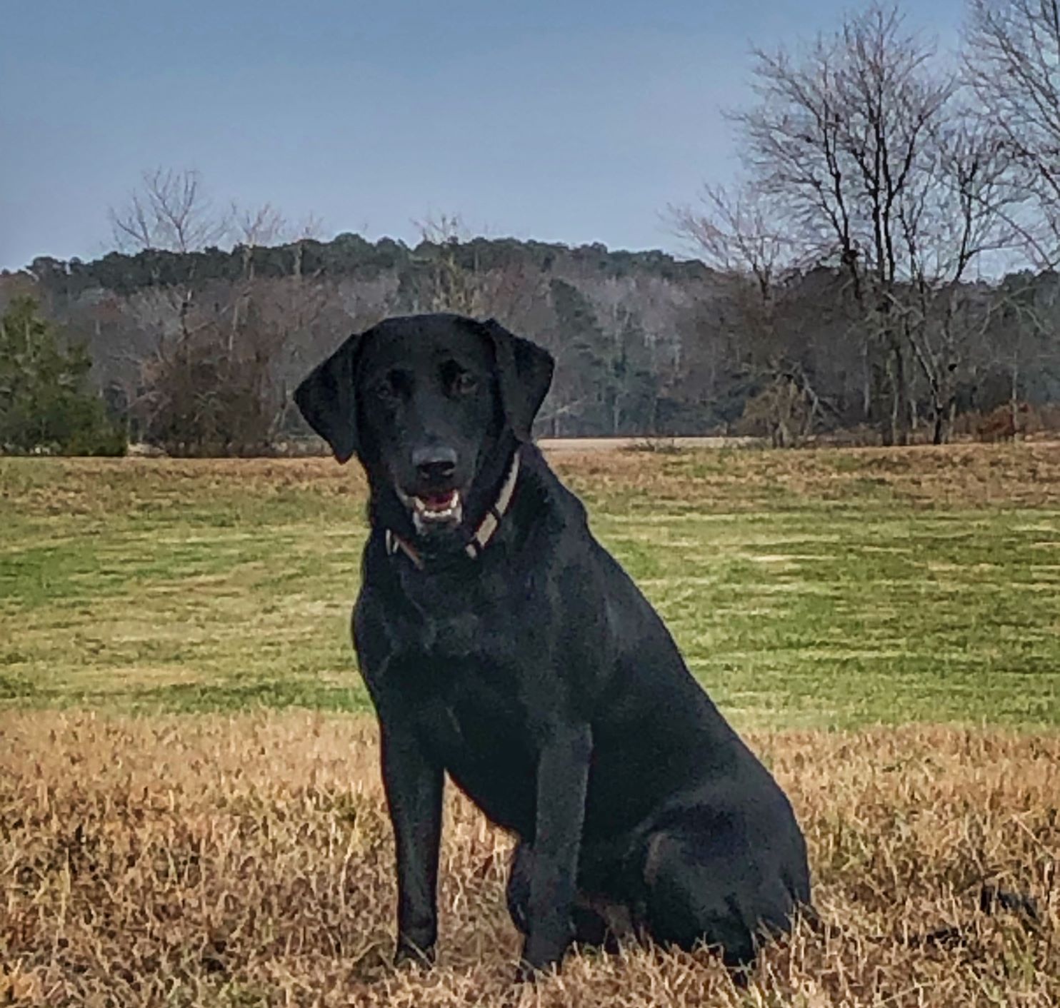 Daddy's Texas Huntress MH | Black Labrador Retriver