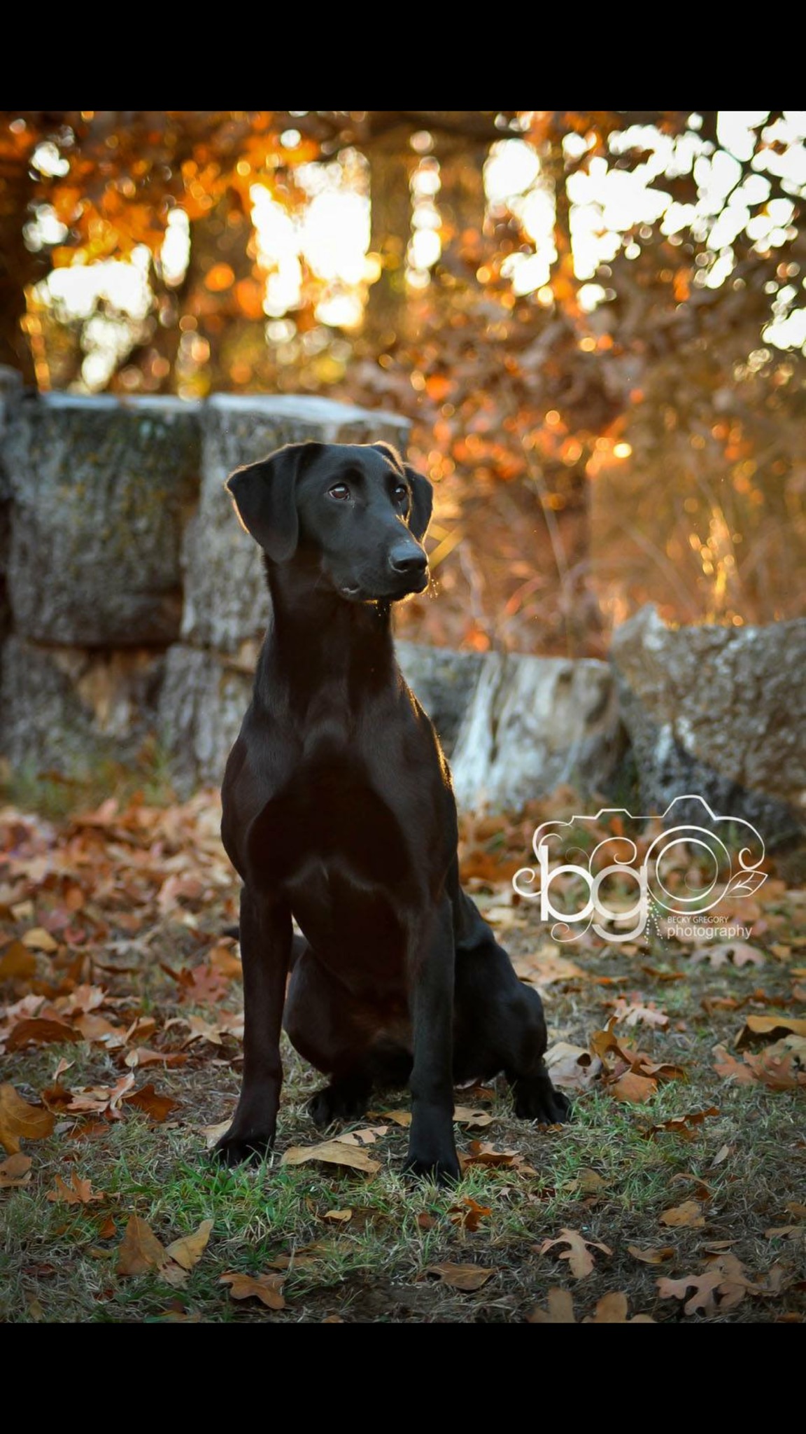 The Force Awakened By An Enchanted Trobairitz SH , QAA | Black Labrador Retriver