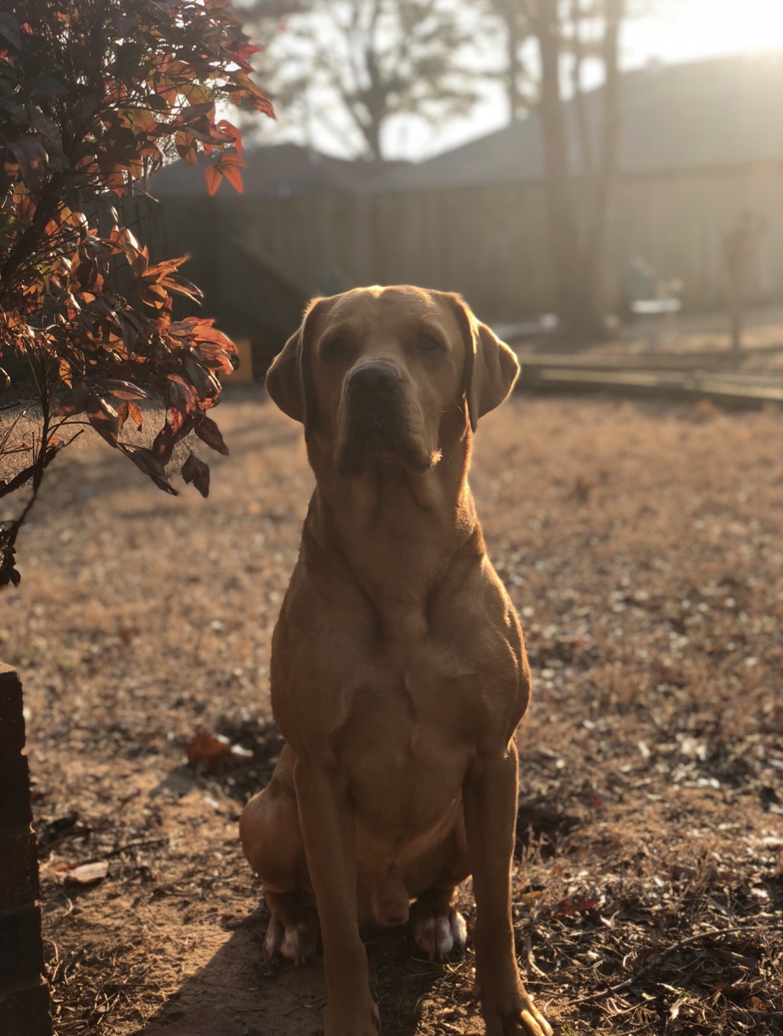 Jones' Chief of the Delta | Yellow Labrador Retriver