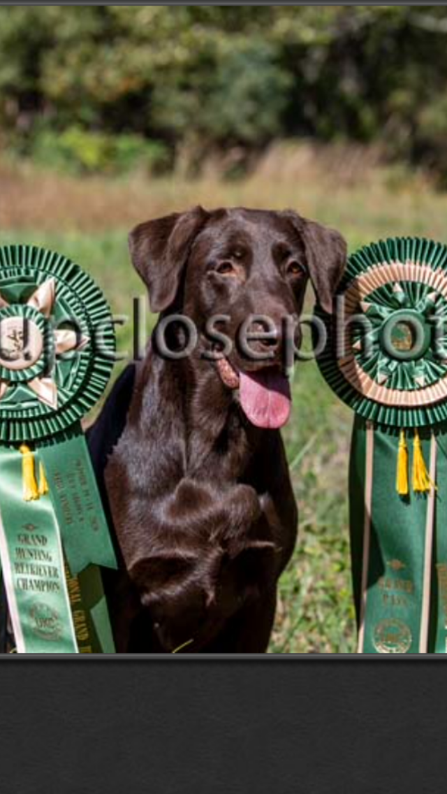 GRHRCH Addie Girl Andrus MH | Chocolate Labrador Retriver