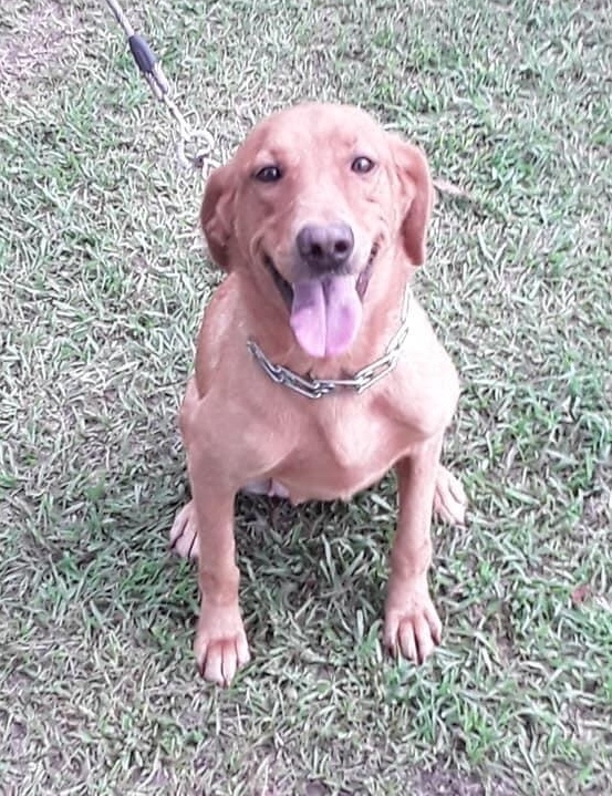 Fbk's Little Miss Sure Shot Annie | Yellow Labrador Retriver