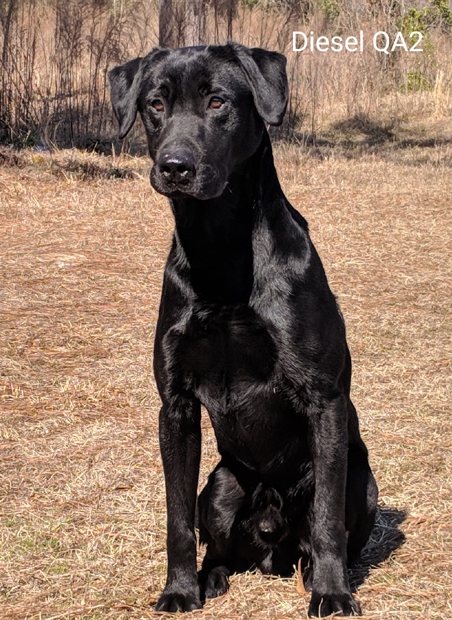 Three Rivers Arctic Blend "Diesel" MH MNR QA2 | Black Labrador Retriver