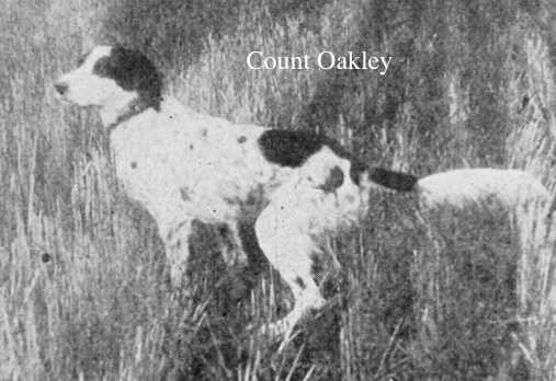 Count Oakley | English Setter 