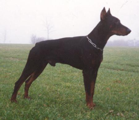 Adux v. Merkureck | Black Doberman Pinscher