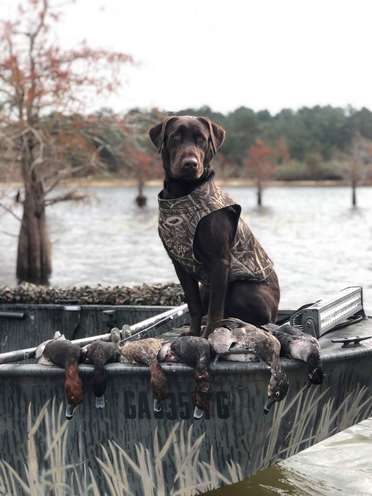 HR Flints Double Shot Of Captain | Chocolate Labrador Retriver