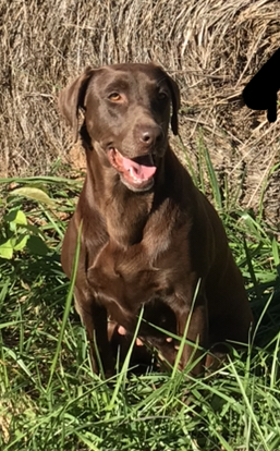 HRCH Daisy Duckinham From Big Mamou Town (1 Master Pass) | Chocolate Labrador Retriver