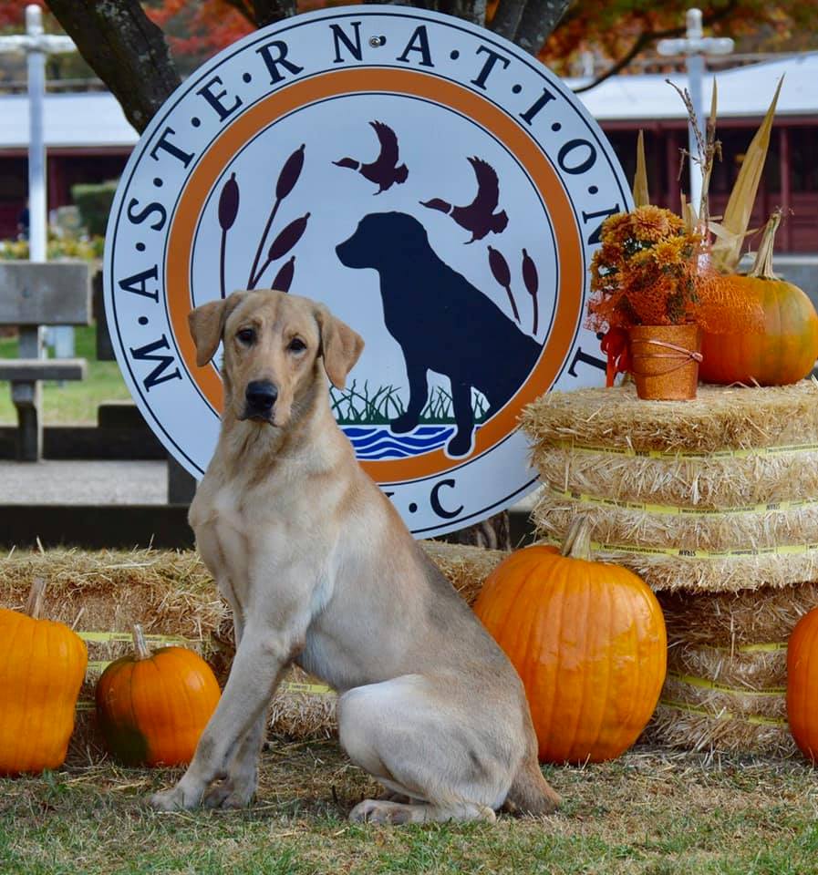 Trigger Times Mudder Flippin Ten MH | Yellow Labrador Retriver