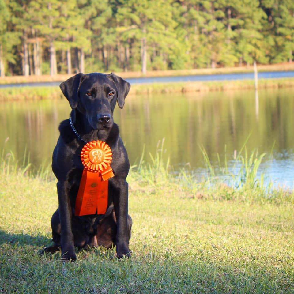 Bass's Black Ring Of Fire MH QAA | Black Labrador Retriver