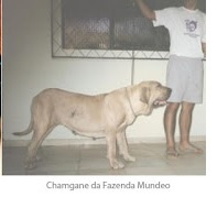 Champanhe da fazenda mundeo | Fila Brasileiro 