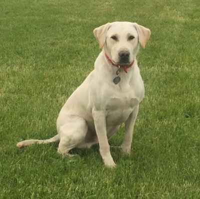 6 X UFTA F.CH Portentoso’s Prince Ronto UFTA Hall of Fame | Yellow Labrador Retriver