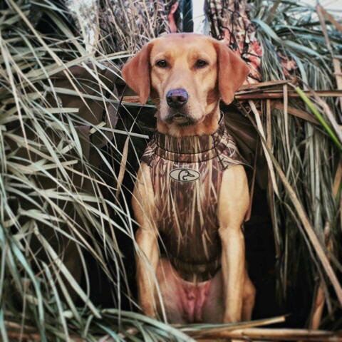 High Voltage Rocking Reba Of Torgslabs JH | Yellow Labrador Retriver