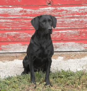 CPR Northstars Eye In The Sky | Black Labrador Retriver