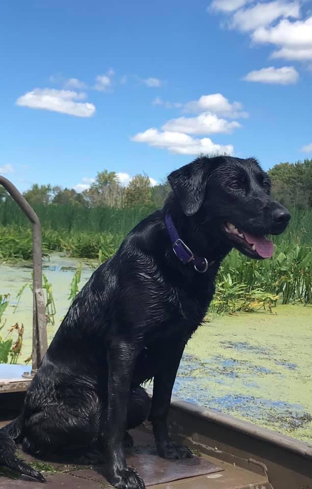 GRCHSD SHR WSD Ironpaws Full Throttle | Black Labrador Retriver