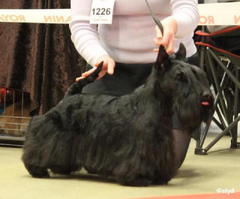 Sirkiss Sinequanone | Scottish Terrier 