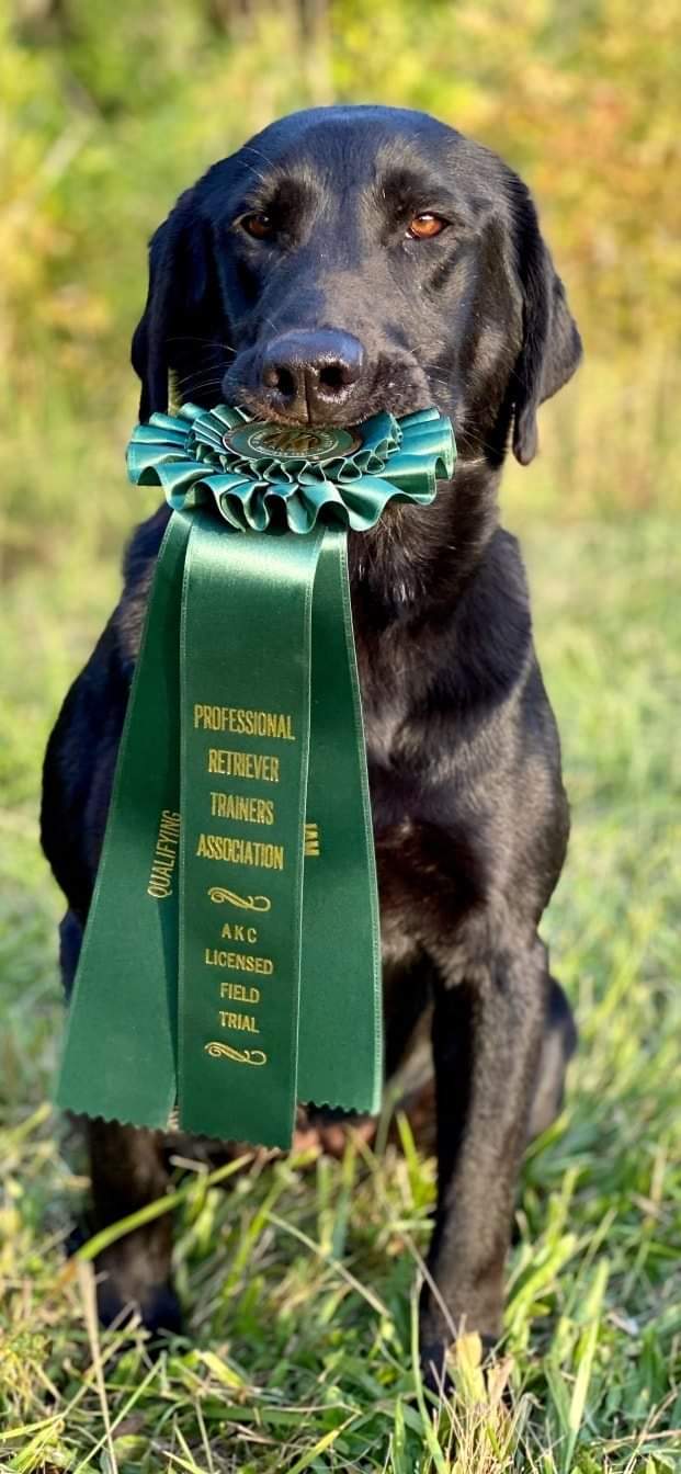 Logan Rivers Ashes To Ashes | Black Labrador Retriver