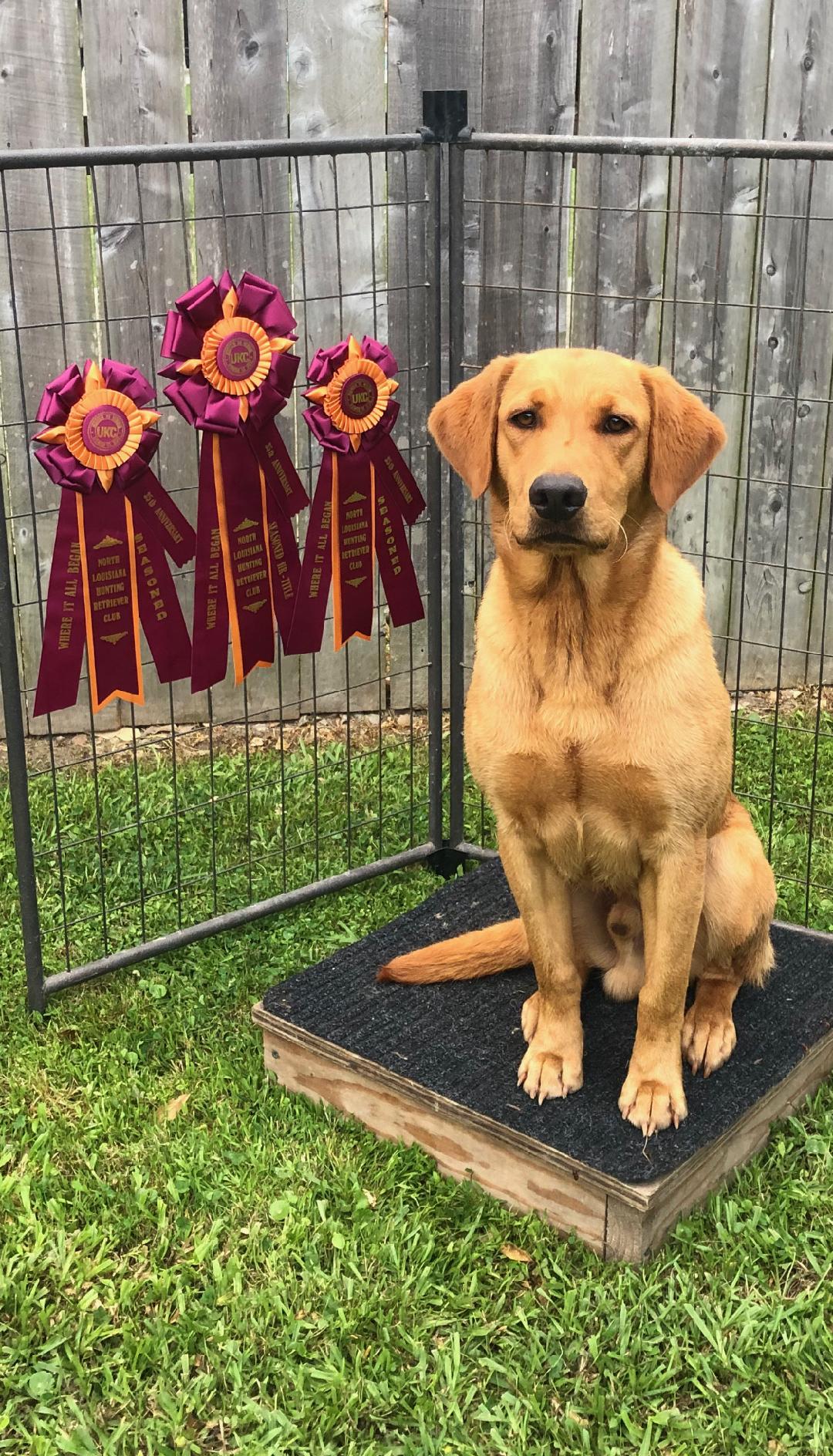 HR ONeal's Foxy Redcoat Overwatch | Yellow Labrador Retriver