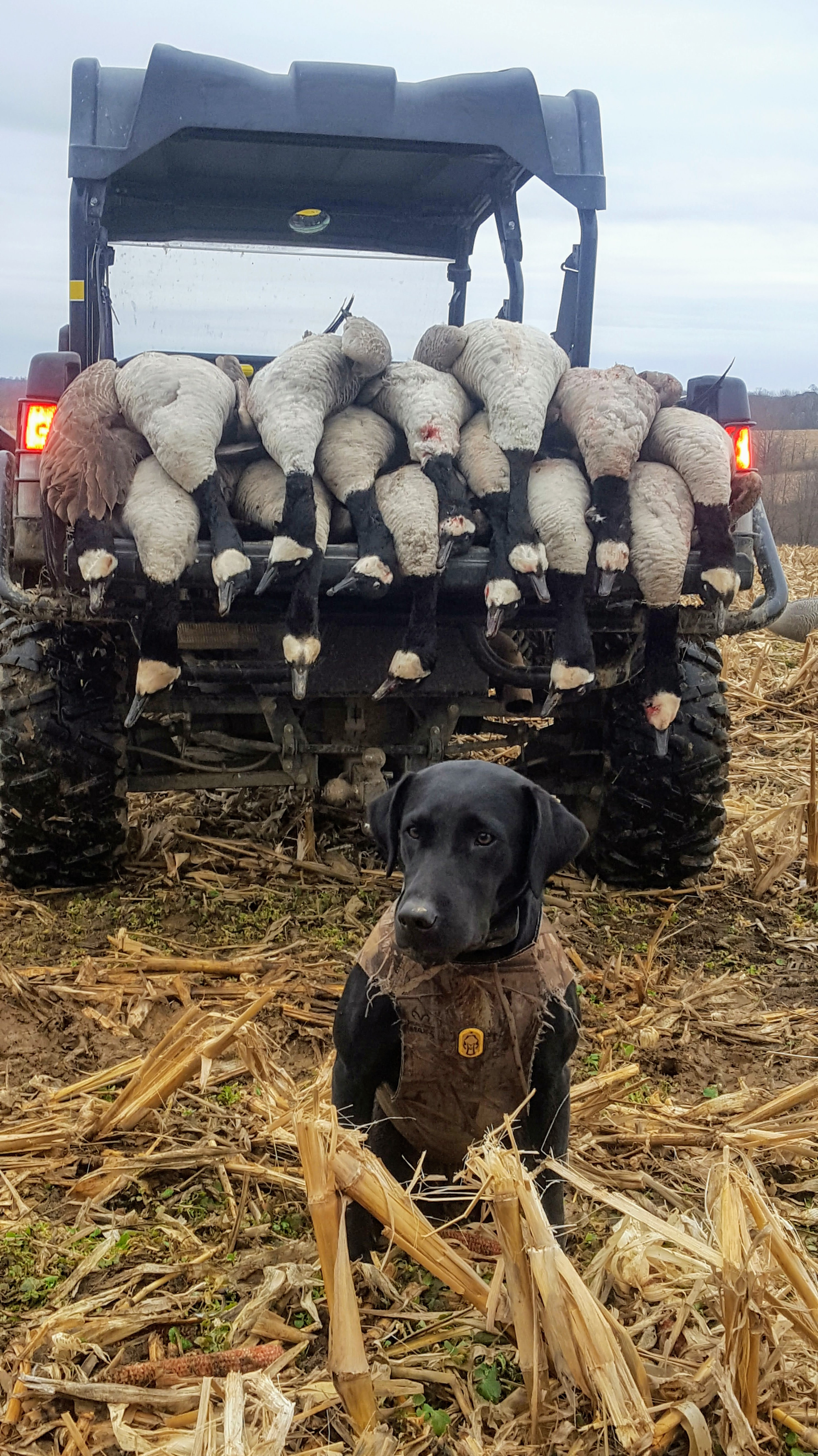 HRCH Mossy Creeks Ellie Kate | Black Labrador Retriver