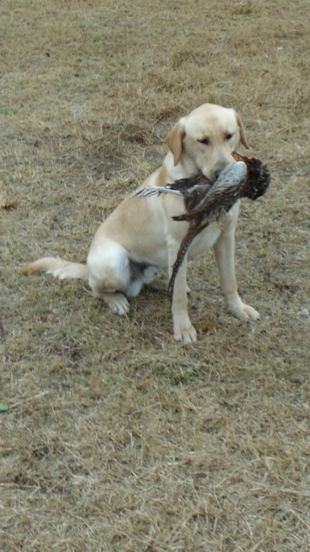 Victory's Airborne Ranger JH CGC | Yellow Labrador Retriver