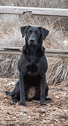 Alabamas True Romance MH | Black Labrador Retriver