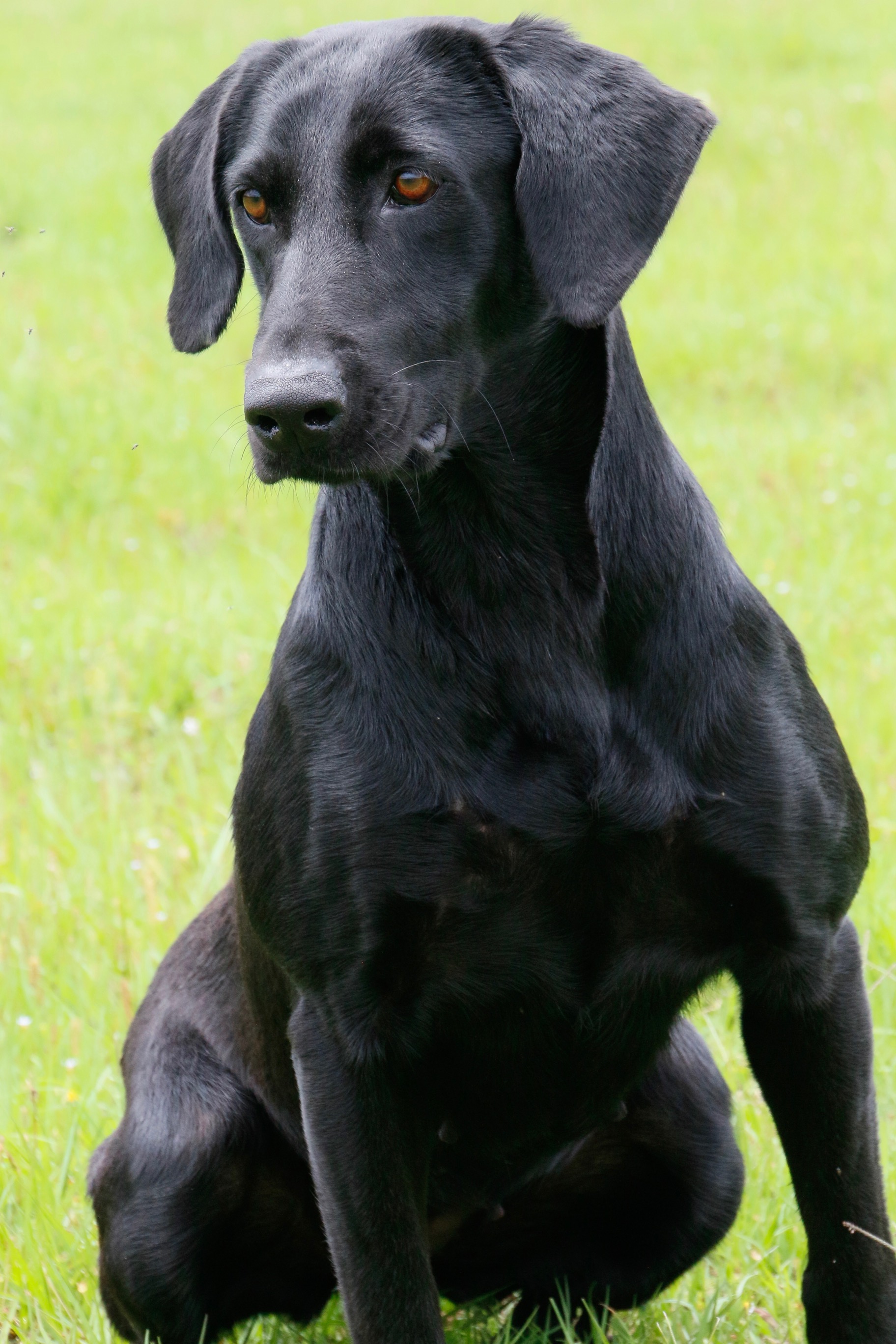 HRCH Crow Creeks Mada In The Shade | Black Labrador Retriver