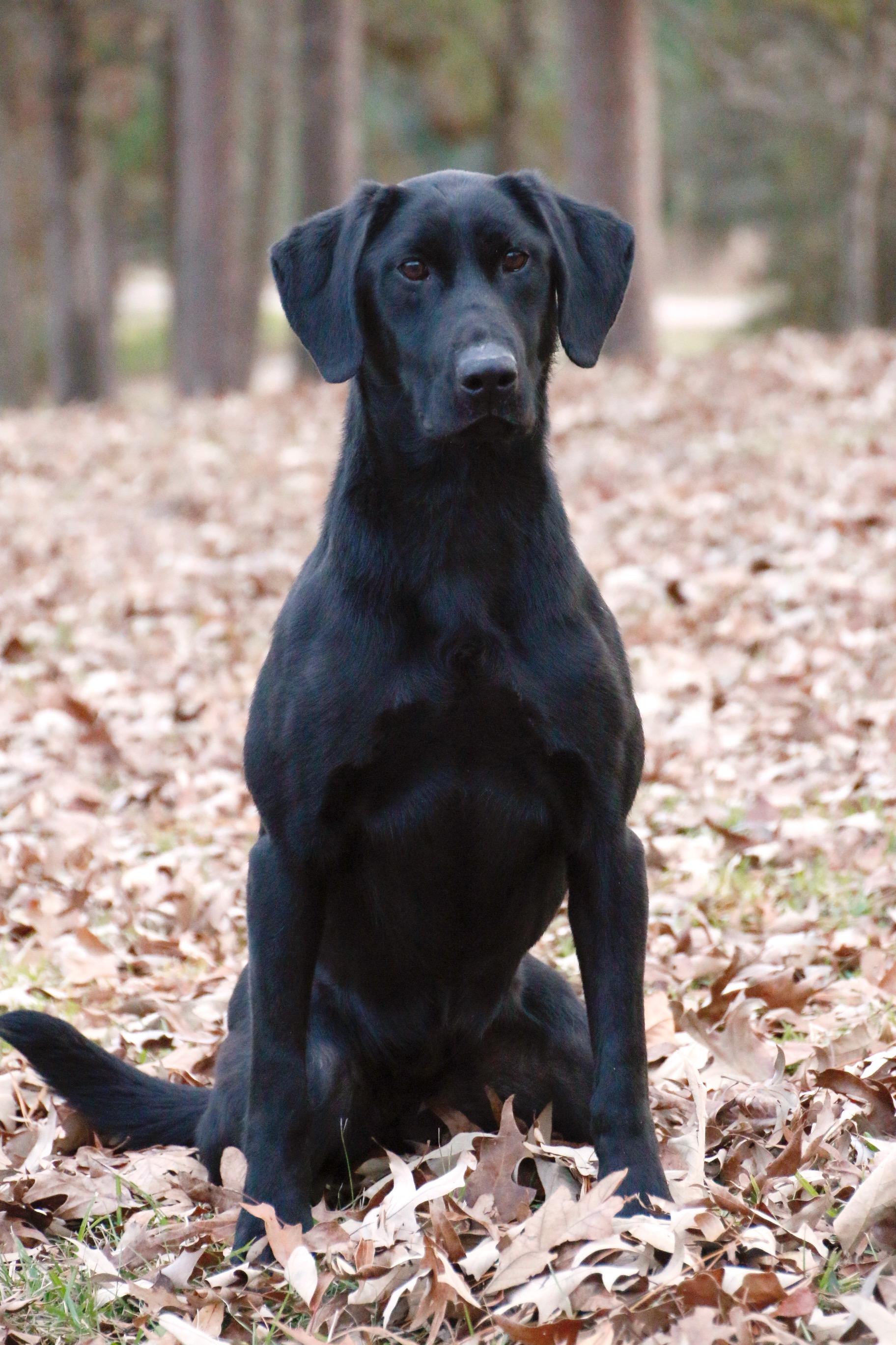 HR Lucas' Slow And Steady | Black Labrador Retriver