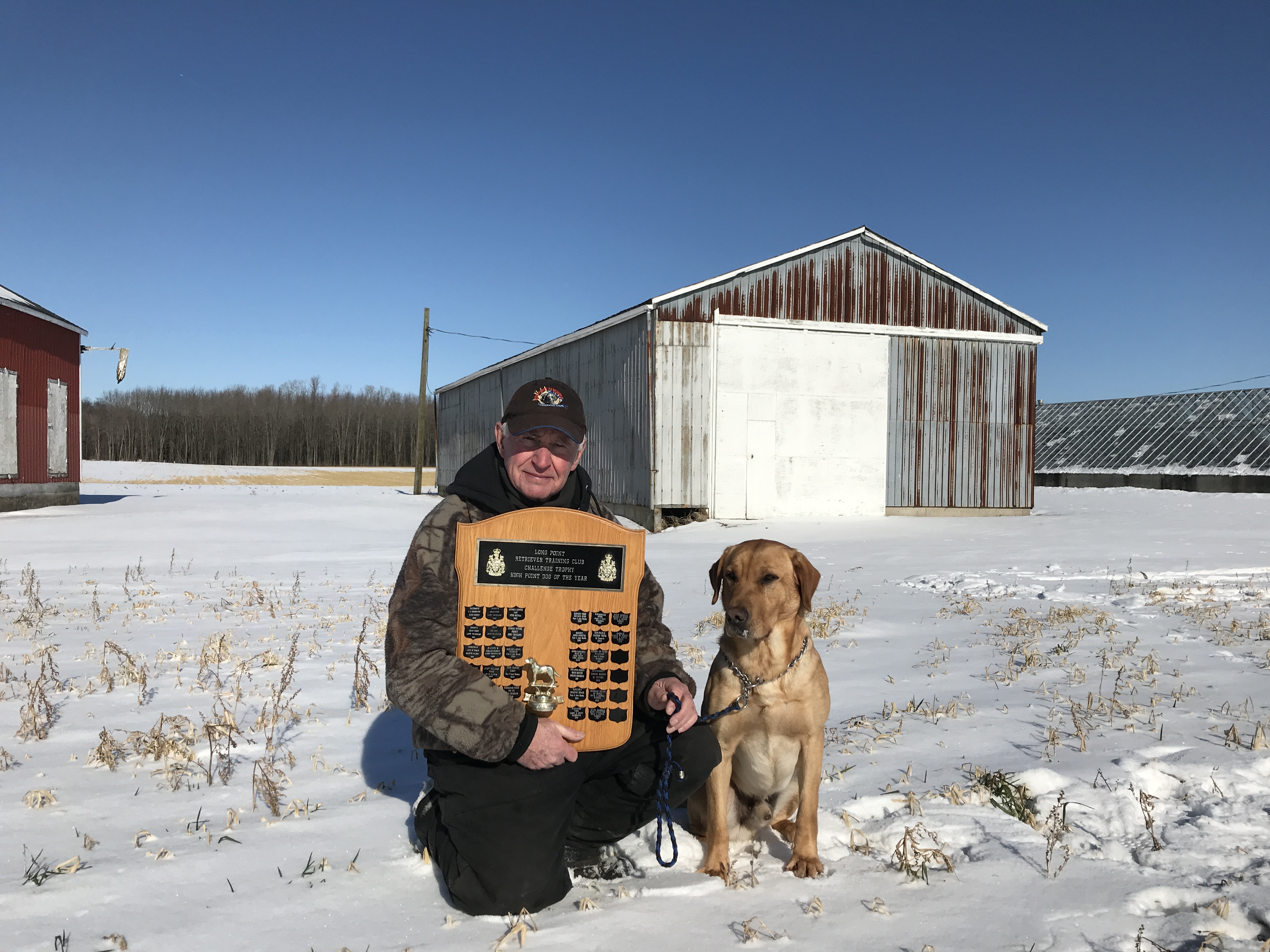 Amarillo Wannabe Famous QAA | Yellow Labrador Retriver