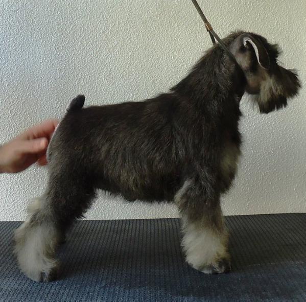 Alto da Bronzet Roxy | Miniature Schnauzer 