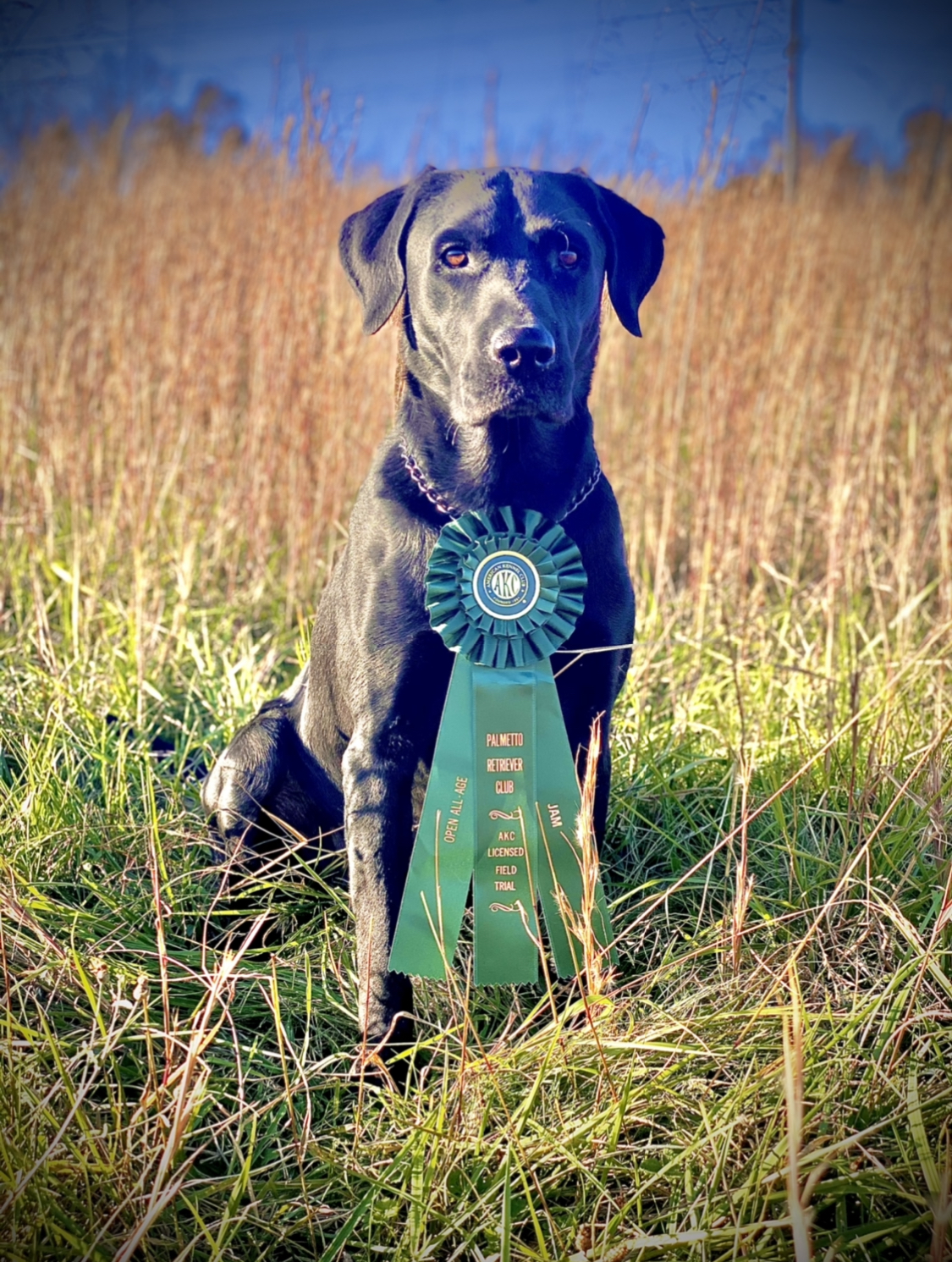 Lone Oak's Huckleberry Finn QA2 | Black Labrador Retriver