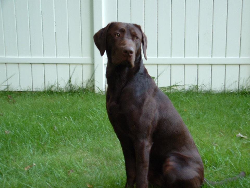 HR SR Deep Run Divide And Conquer | Chocolate Labrador Retriver