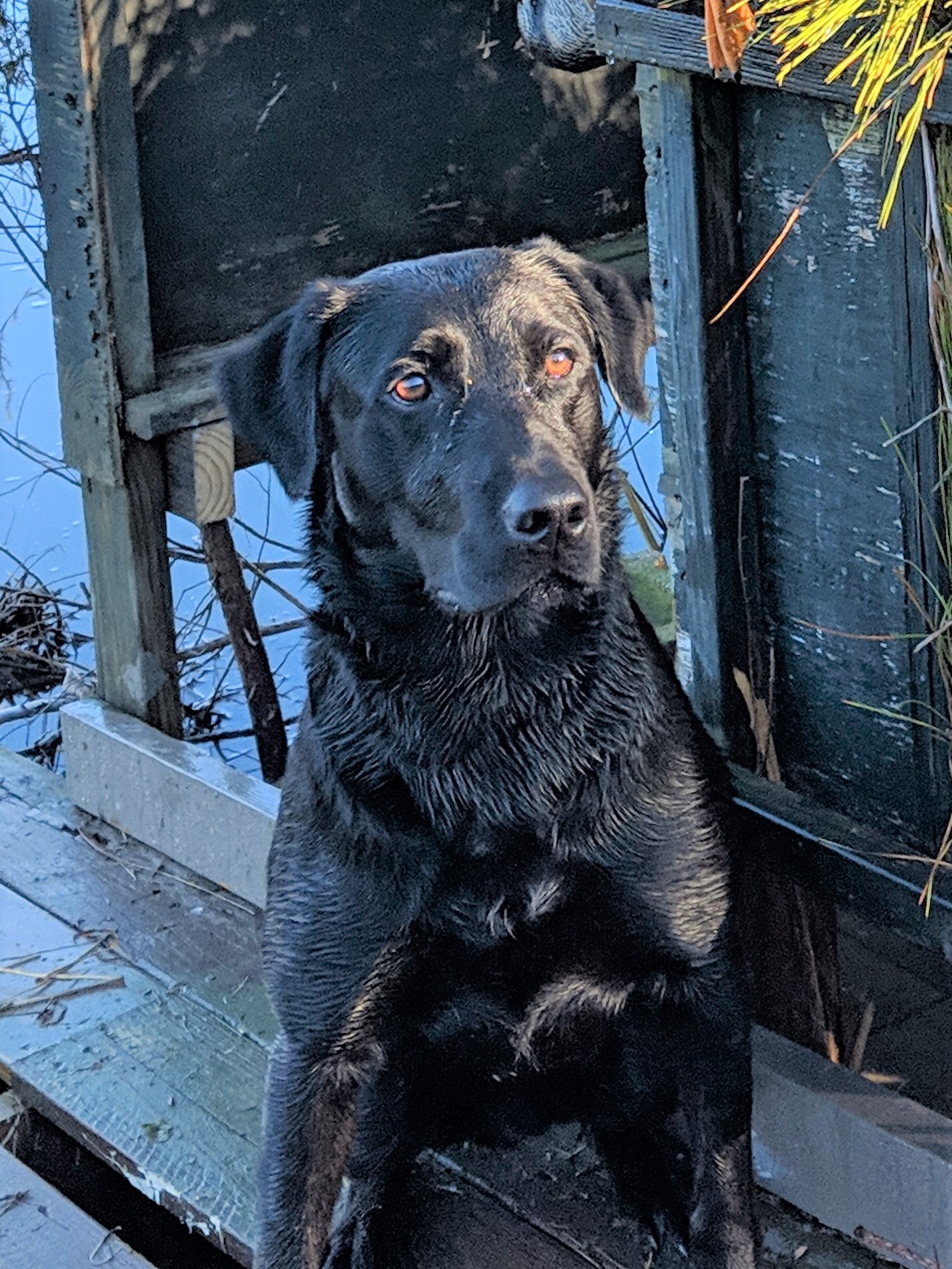 HR Bluefield's Smokin' Skeet SH | Black Labrador Retriver