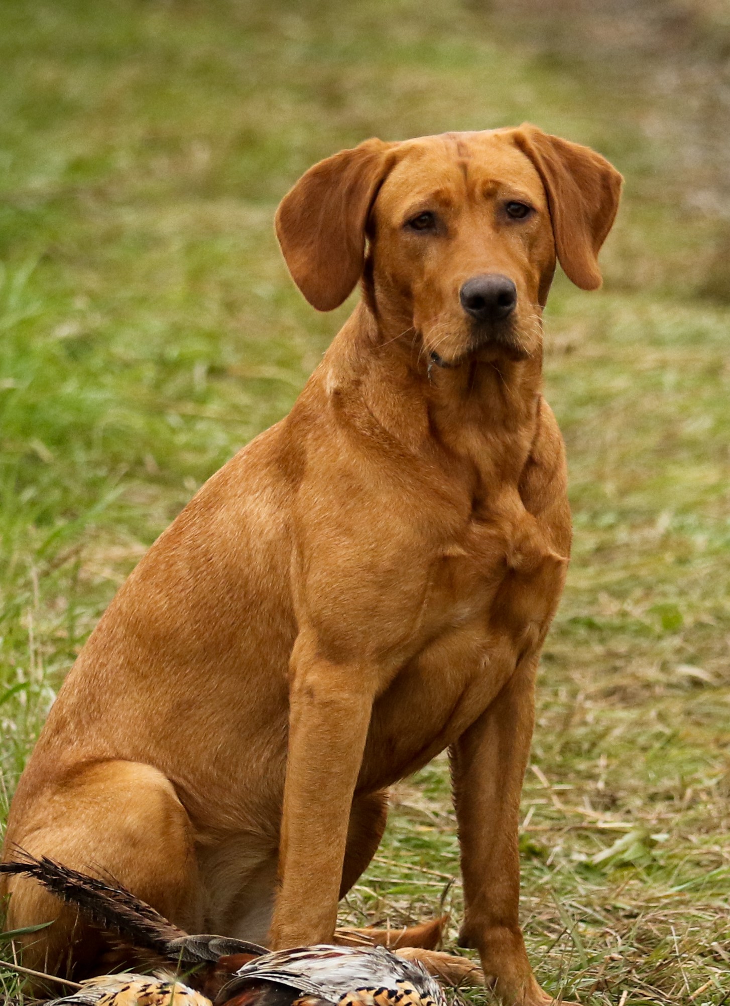 QTK Ruby Remington Express Of Torgs JH | Yellow Labrador Retriver