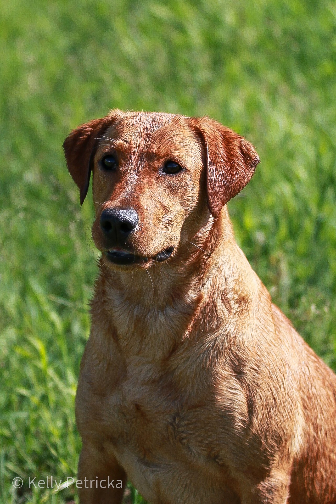 QTK Beretta's Blazing Red Phoenix MH | Yellow Labrador Retriver