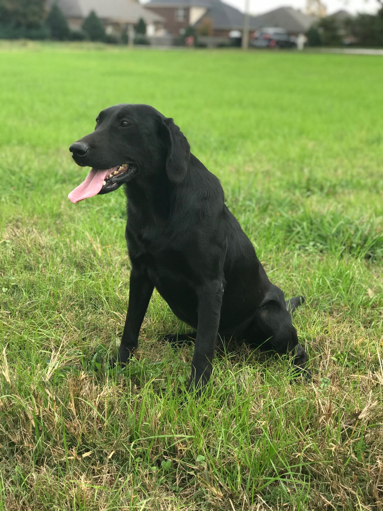 Big Cove Raging Black Fire | Black Labrador Retriver