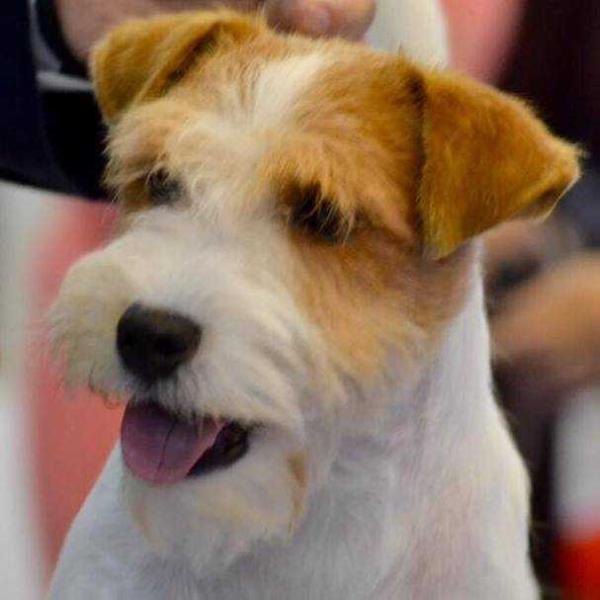 Heartily Petar Pan | Jack Russell Terrier 