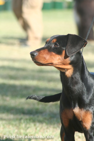 Ravenred Misscatalonia | German Pinscher 