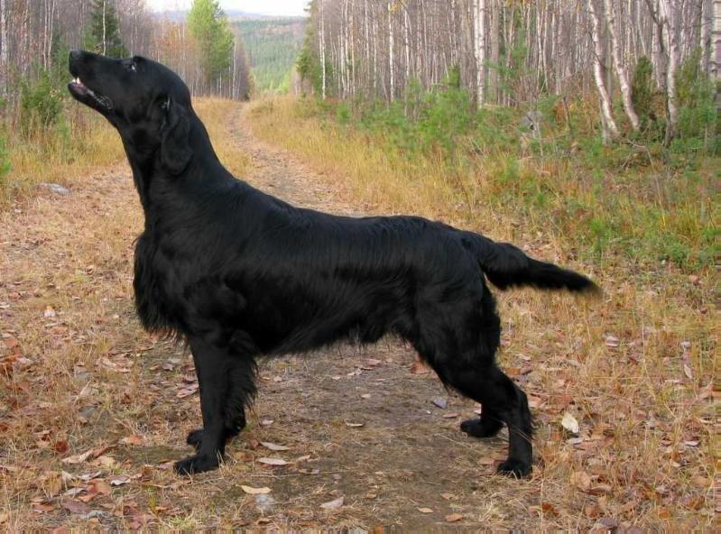 Caci's Moment Of Magic | Flat-Coated Retriever 