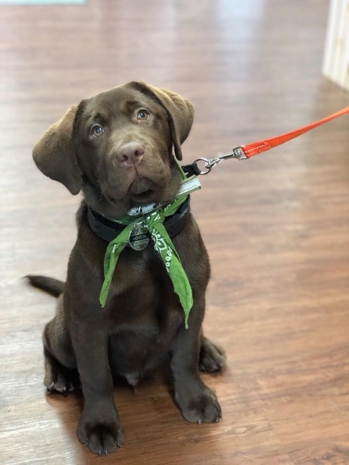 Duck Dance Chocolate Mousse | Chocolate Labrador Retriver